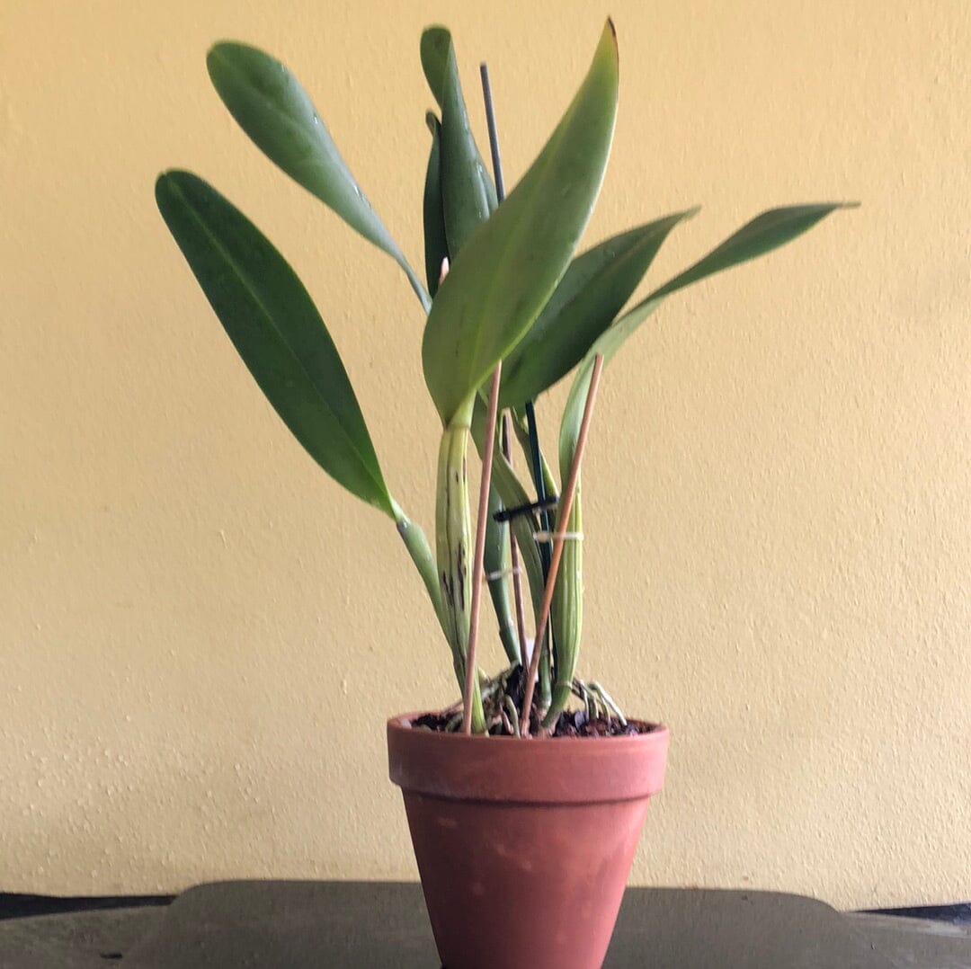 Cattleya Blc. Mahina Yahiro 'Julie' Splash JC/AOS - In BUD! Cattleya La Foresta Orchids 