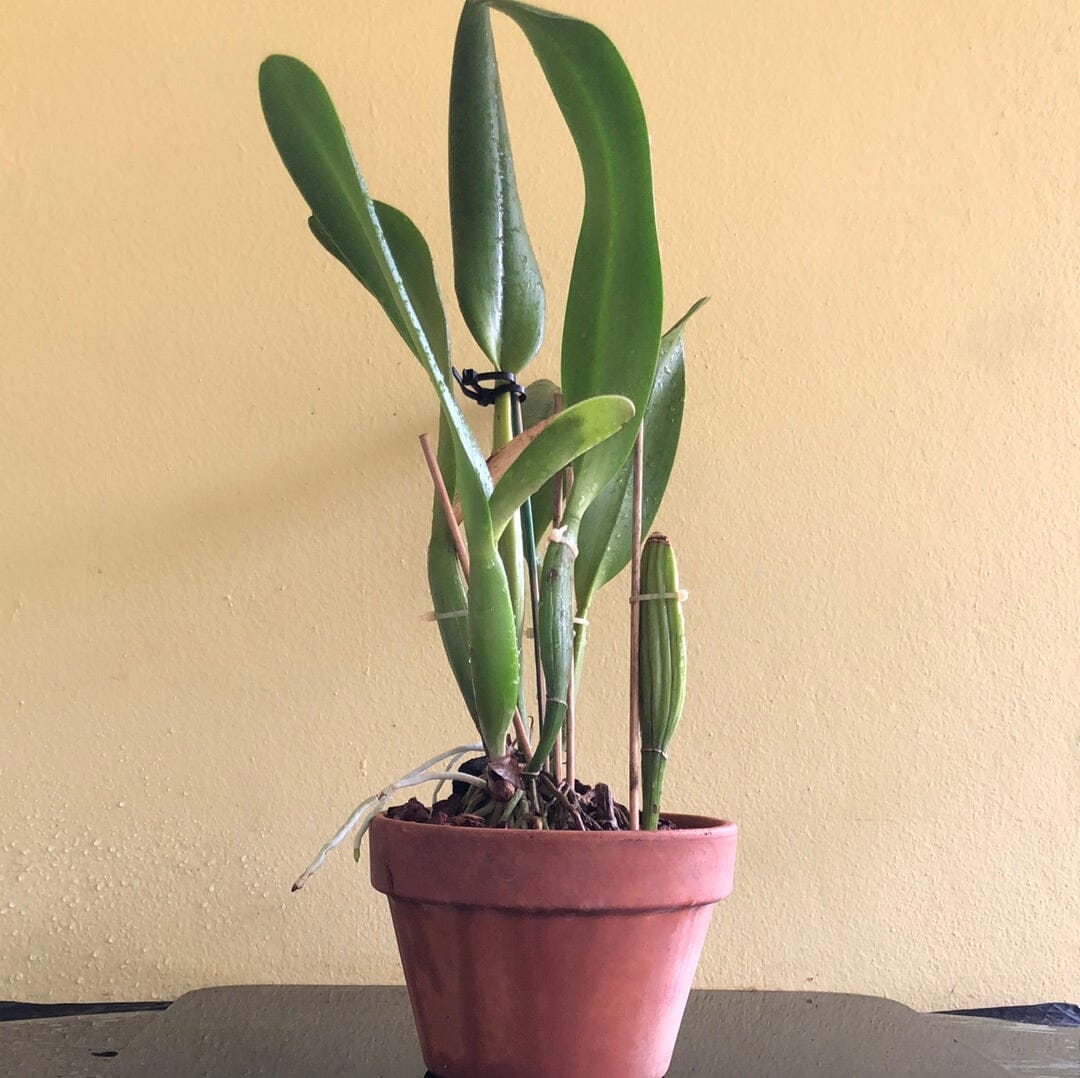 Cattleya Blc. Mahina Yahiro 'Julie' Splash JC/AOS - In BUD! Cattleya La Foresta Orchids 