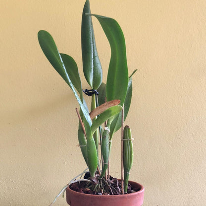 Cattleya Blc. Mahina Yahiro 'Julie' Splash JC/AOS - In BUD! Cattleya La Foresta Orchids 