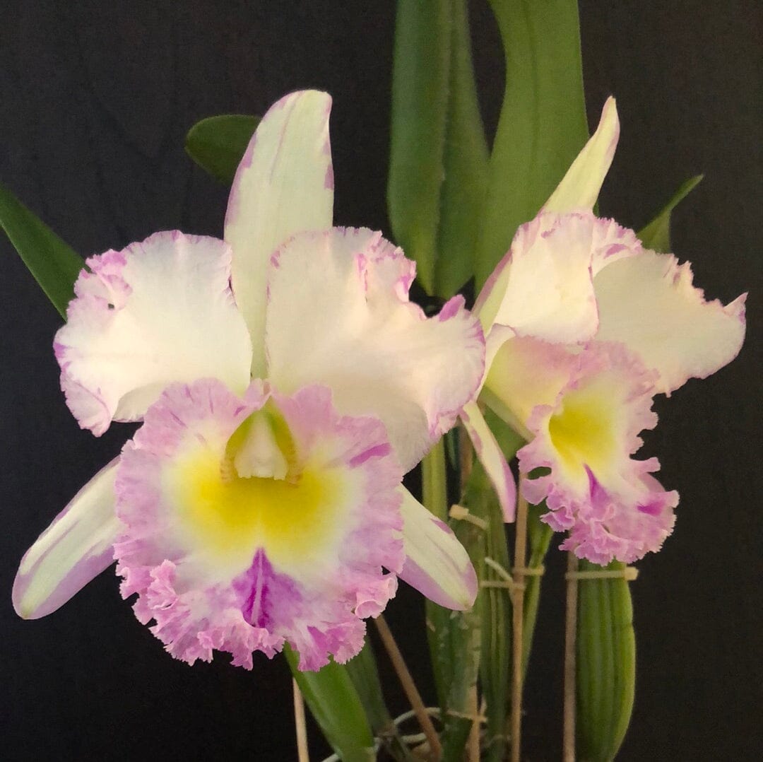 Cattleya Blc. Mahina Yahiro 'Julie' Splash JC/AOS - In BUD! Cattleya La Foresta Orchids 