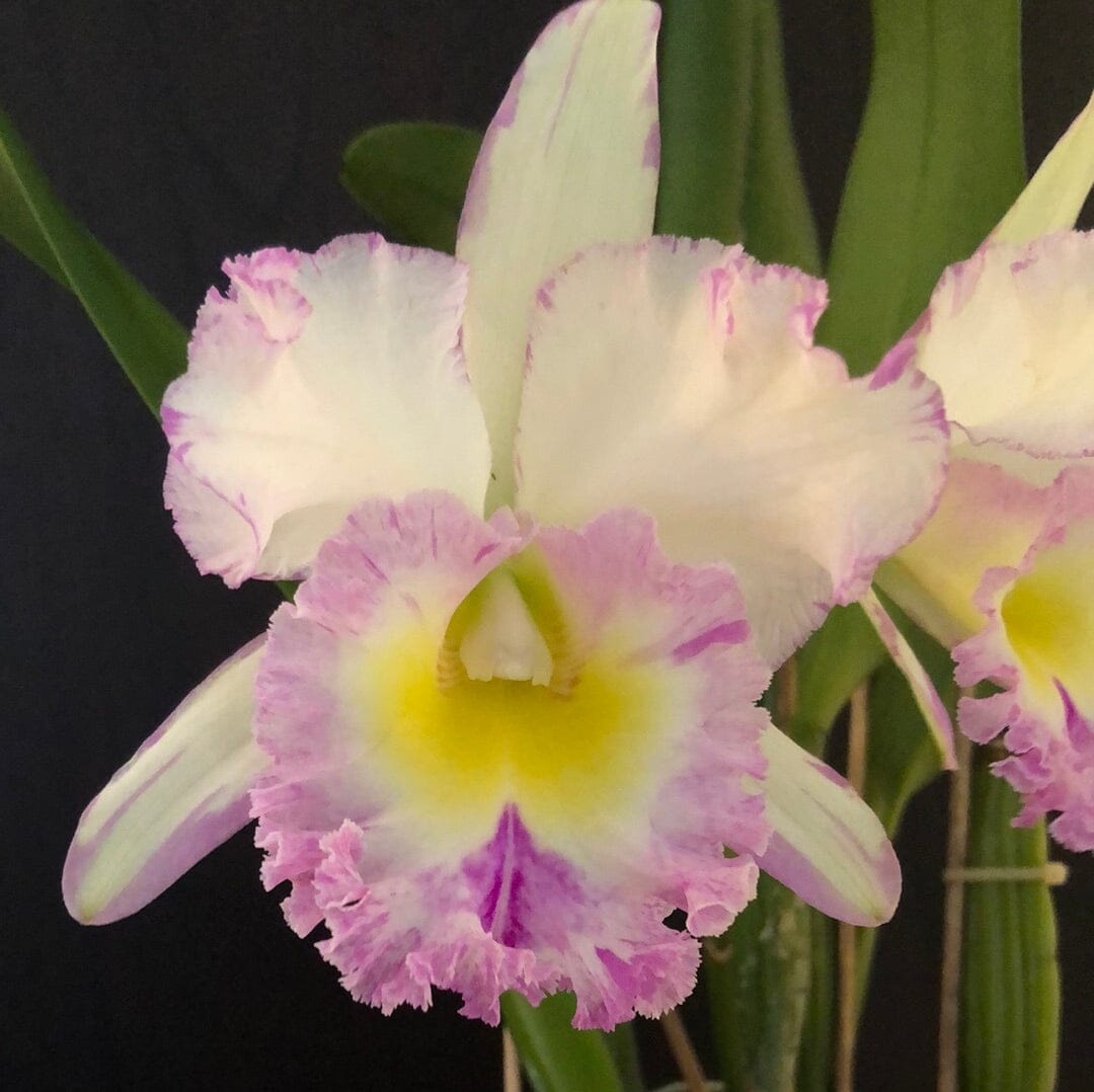 Cattleya Blc. Mahina Yahiro 'Julie' Splash JC/AOS - In BUD! Cattleya La Foresta Orchids 