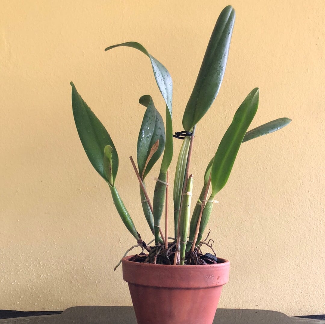 Cattleya Blc. Mahina Yahiro 'Julie' Splash JC/AOS - In BUD! Cattleya La Foresta Orchids 