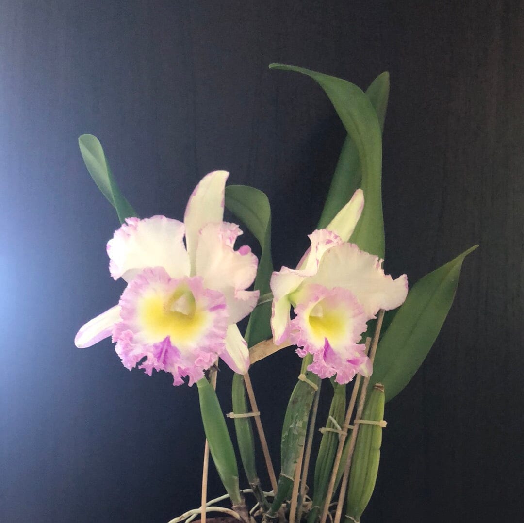 Cattleya Blc. Mahina Yahiro 'Julie' Splash JC/AOS - In BUD! Cattleya La Foresta Orchids 