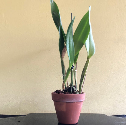 Cattleya Blc. Mahina Yahiro 'Julie' Splash JC/AOS - In BUD! Cattleya La Foresta Orchids 