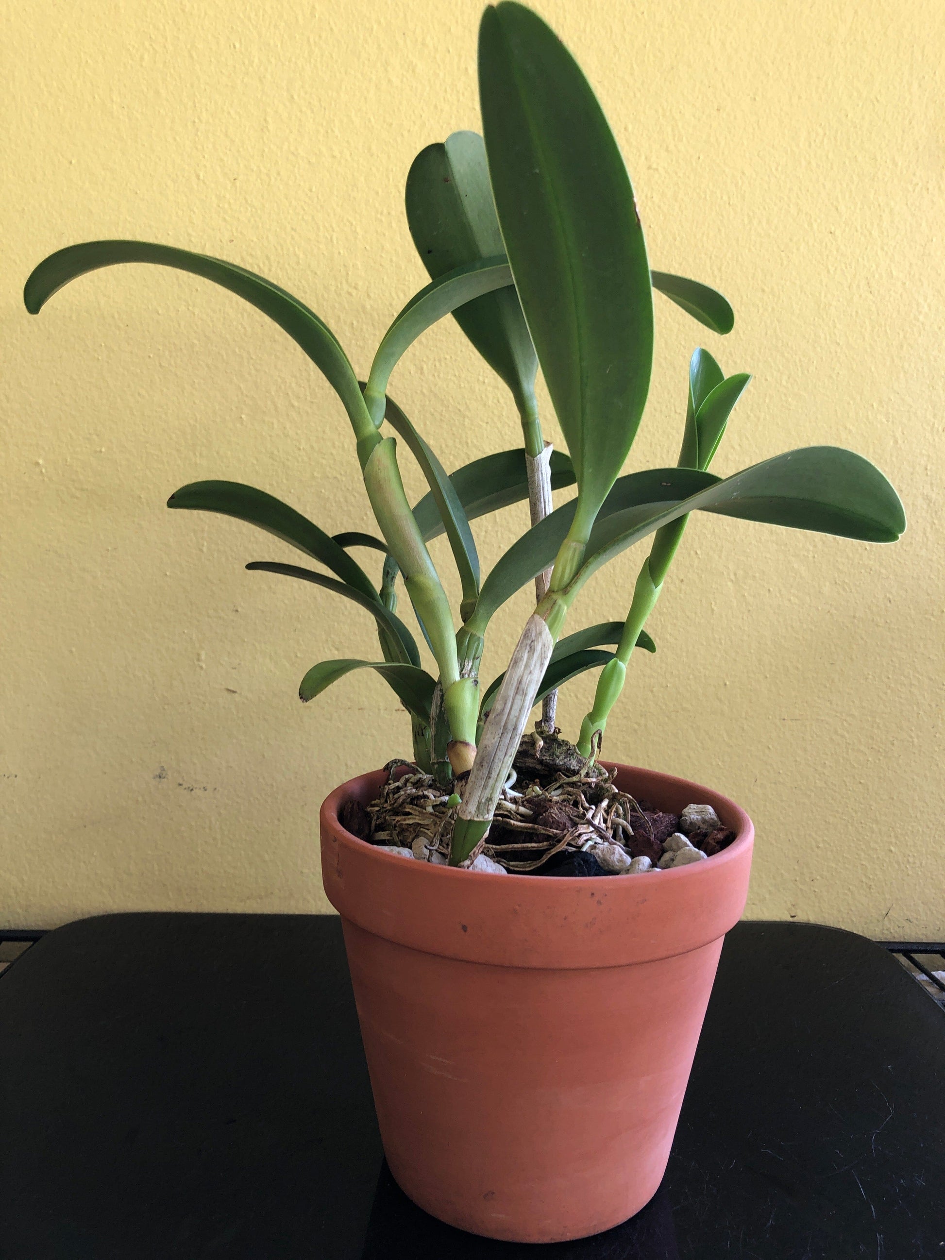 Cattleya bowringiana var. semi alba 'One in a Million' Cattleya La Foresta Orchids 