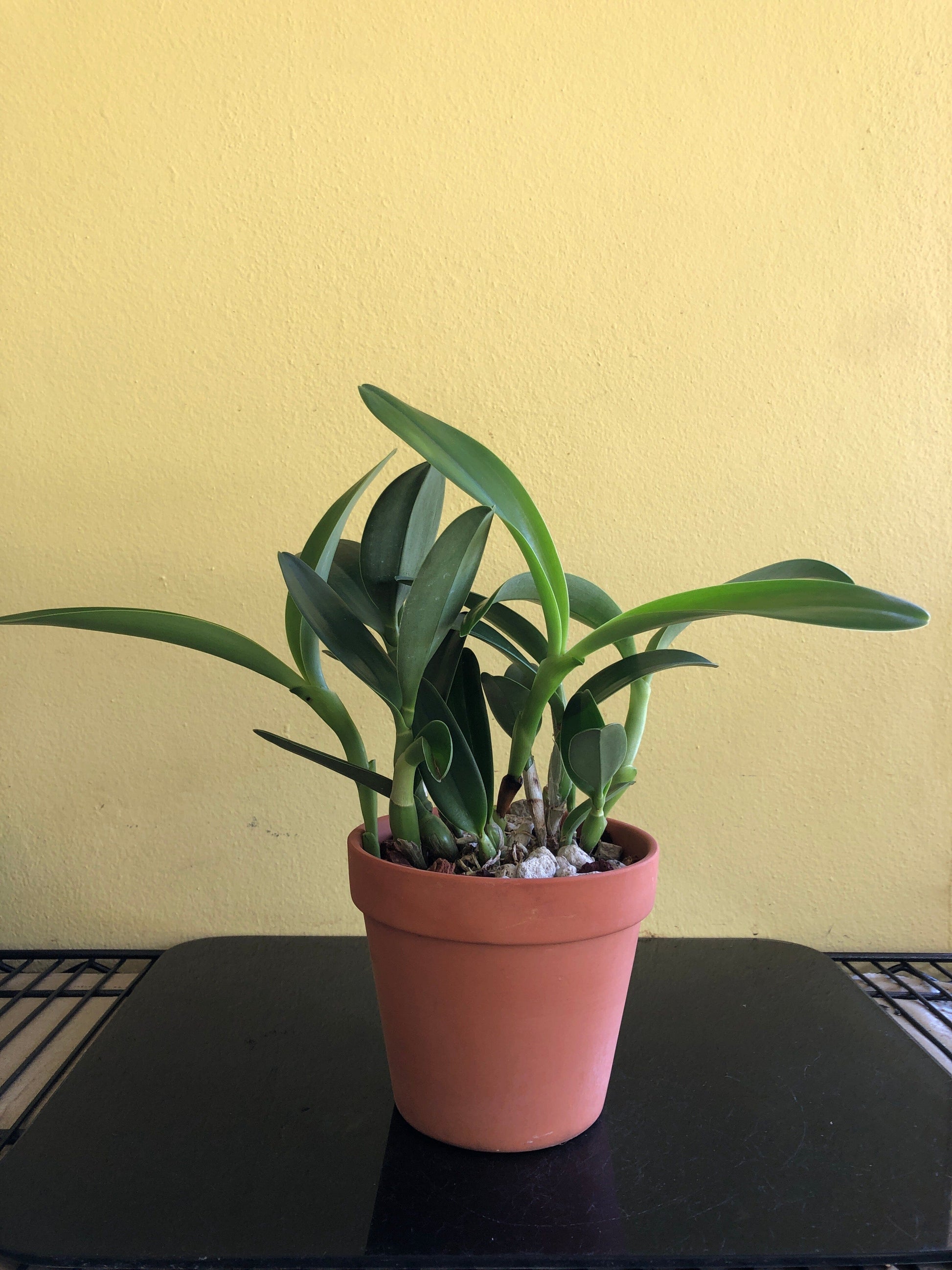 Cattleya bowringiana var. semi alba 'One in a Million' Cattleya La Foresta Orchids 