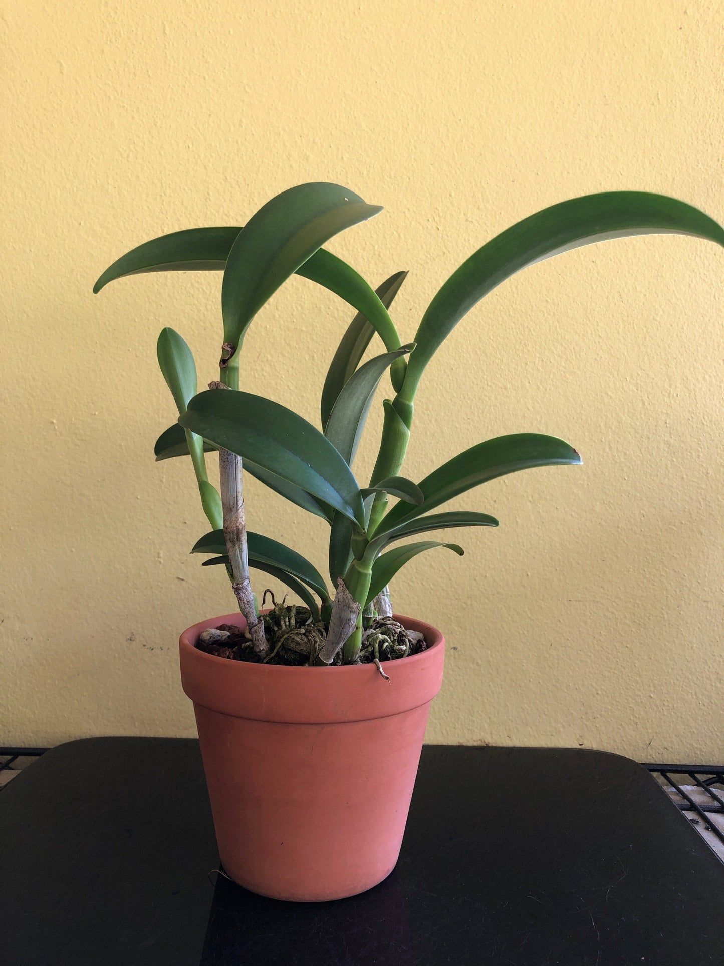 Cattleya bowringiana var. semi alba 'One in a Million' Cattleya La Foresta Orchids 