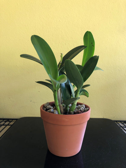 Cattleya bowringiana var. semi alba 'One in a Million' Cattleya La Foresta Orchids 