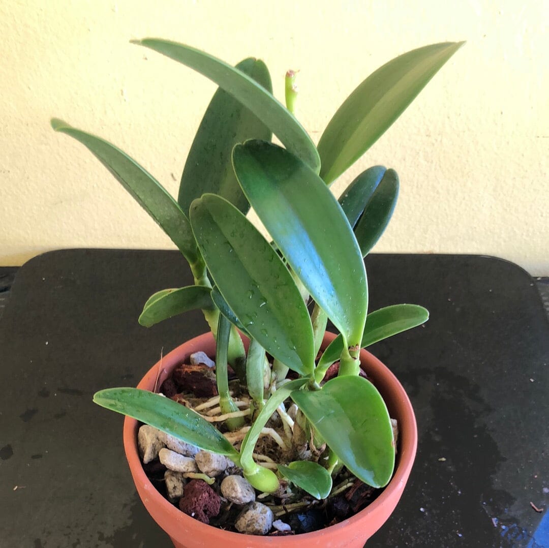 Cattleya bowringiana var. semi alba 'One in a Million' – La Foresta Orchids