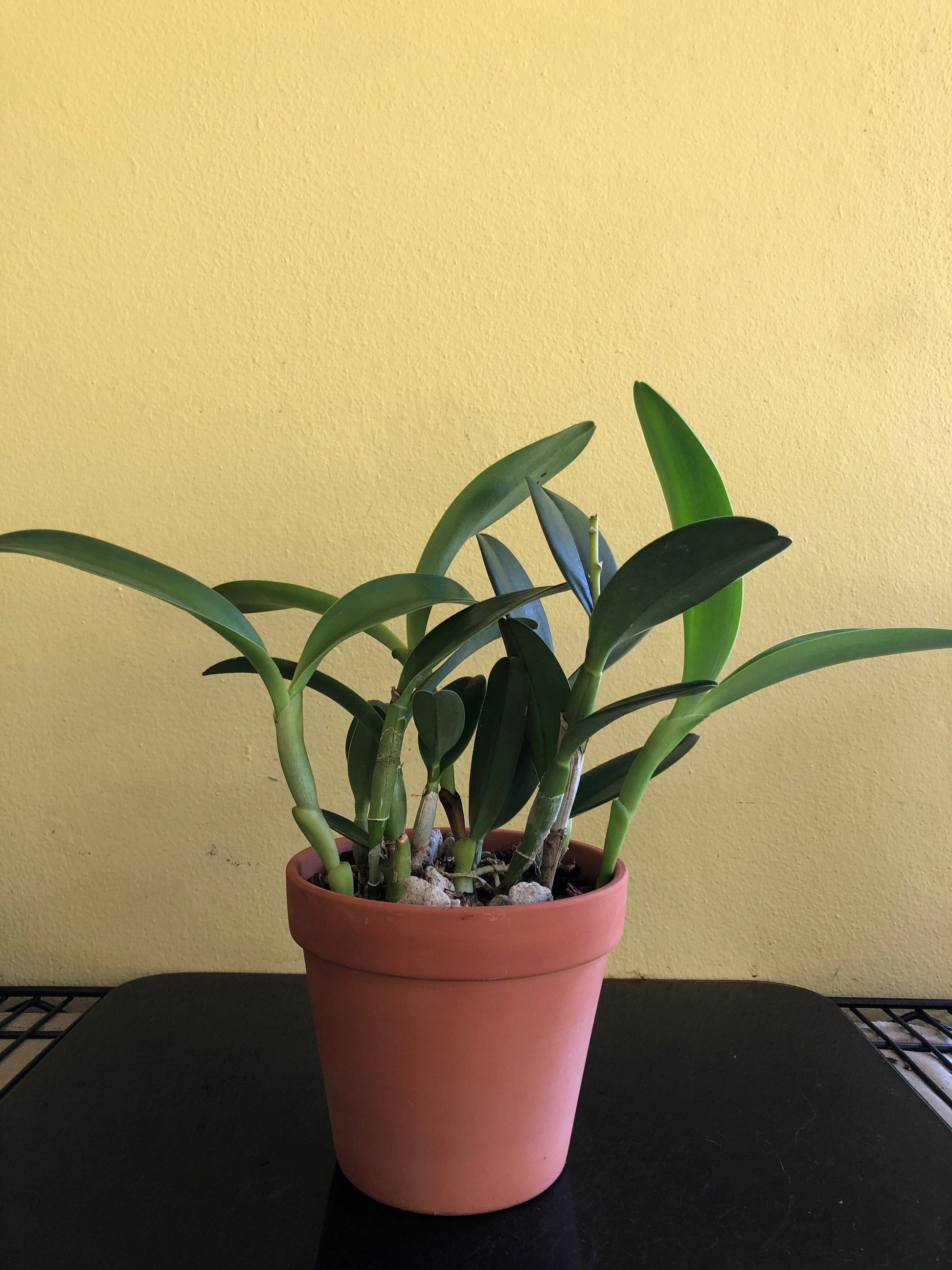 Cattleya bowringiana var. semi alba 'One in a Million' Cattleya La Foresta Orchids 