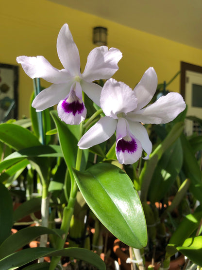 Cattleya bowringiana var. semi alba 'One in a Million' - In BLOOM! Cattleya La Foresta Orchids 