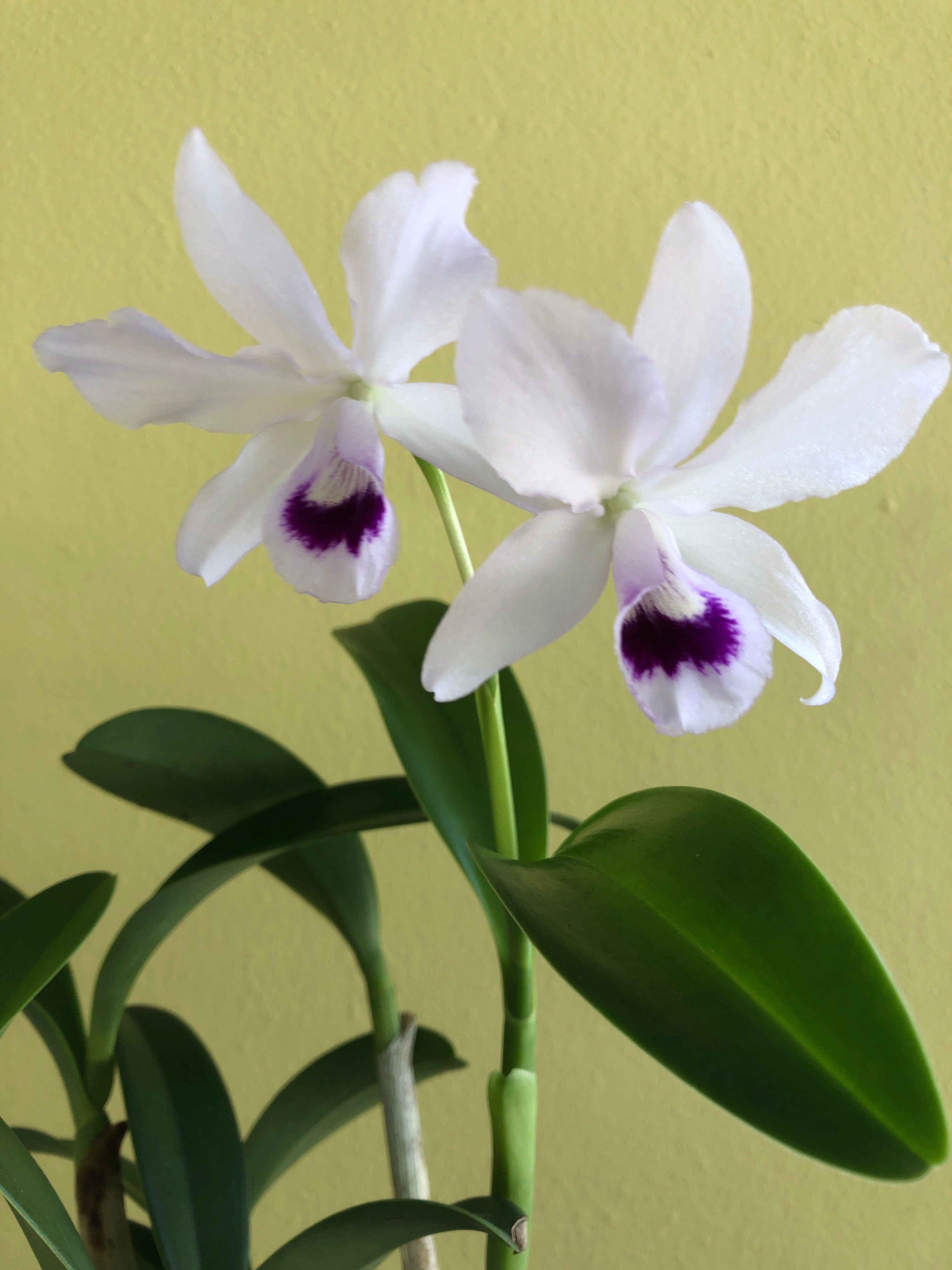 Cattleya bowringiana var. semi alba 'One in a Million' – La Foresta Orchids