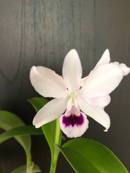 Cattleya bowringiana var. semi alba 'One in a Million' - In BLOOM! Cattleya La Foresta Orchids 