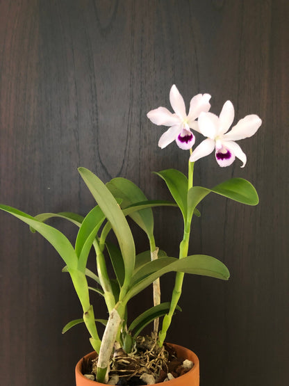 Cattleya bowringiana var. semi alba 'One in a Million' - In BLOOM! Cattleya La Foresta Orchids 