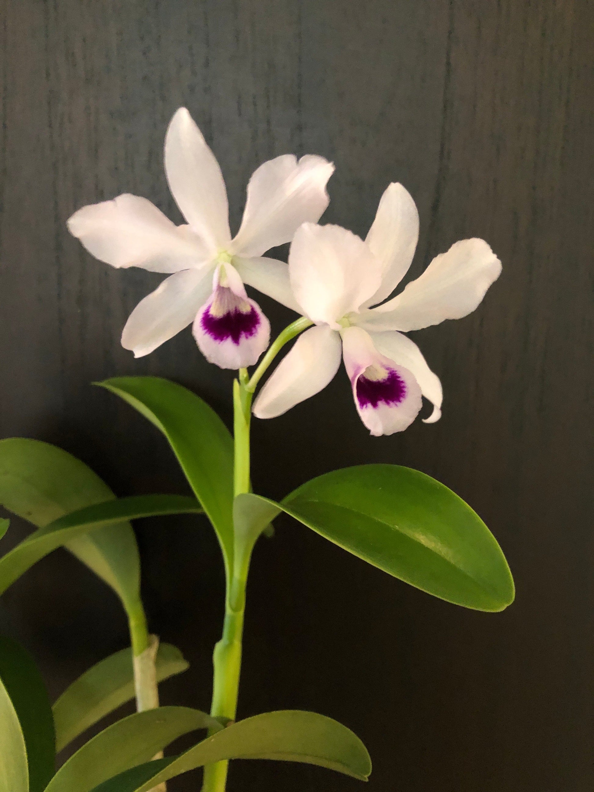 Cattleya bowringiana var. semi alba 'One in a Million' - In BLOOM! Cattleya La Foresta Orchids 