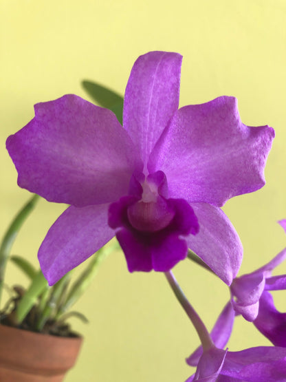 Cattleya bowringiana var. tipo 4N Cattleya La Foresta Orchids 