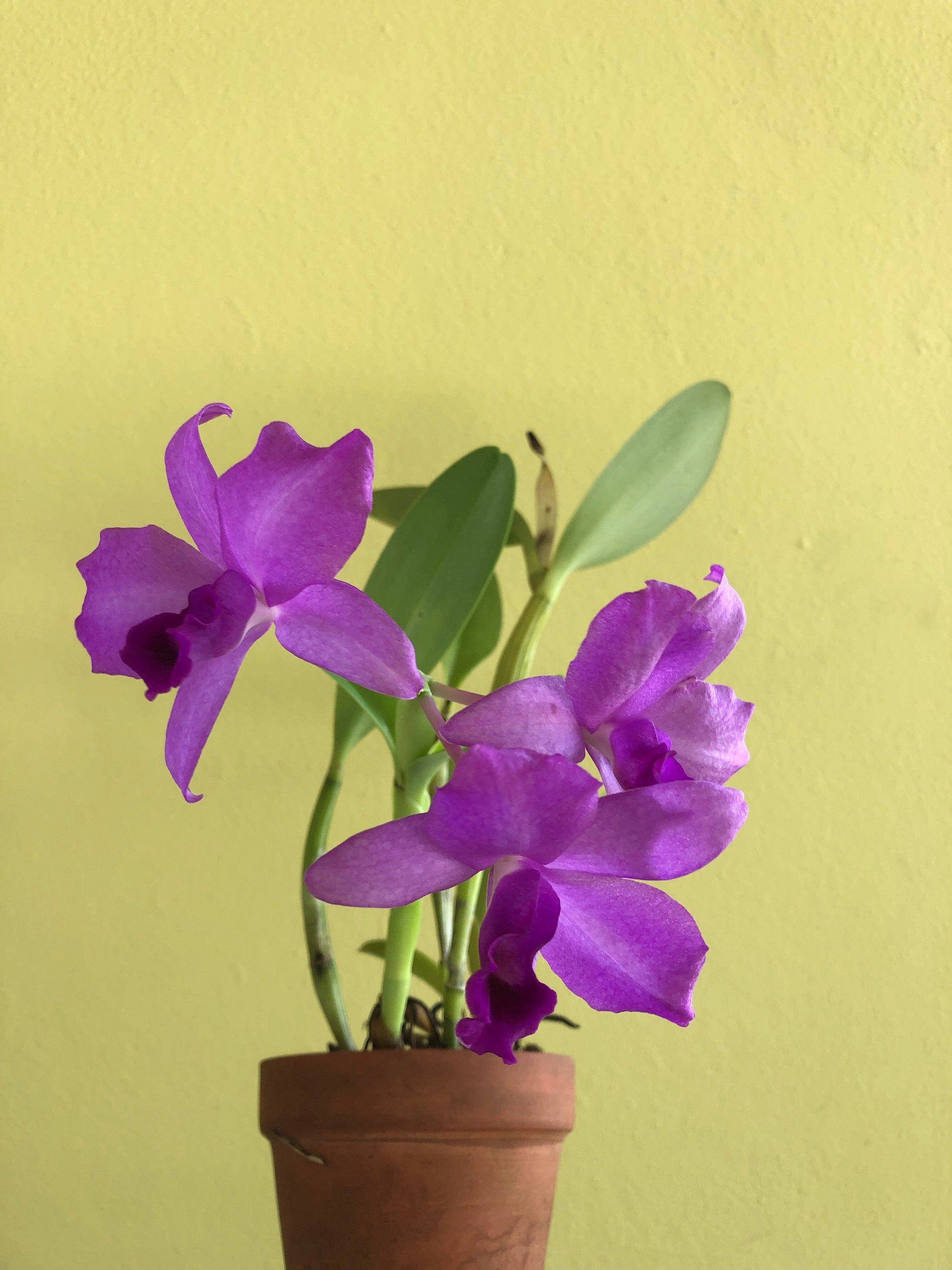 Cattleya bowringiana var. tipo 4N Cattleya La Foresta Orchids 