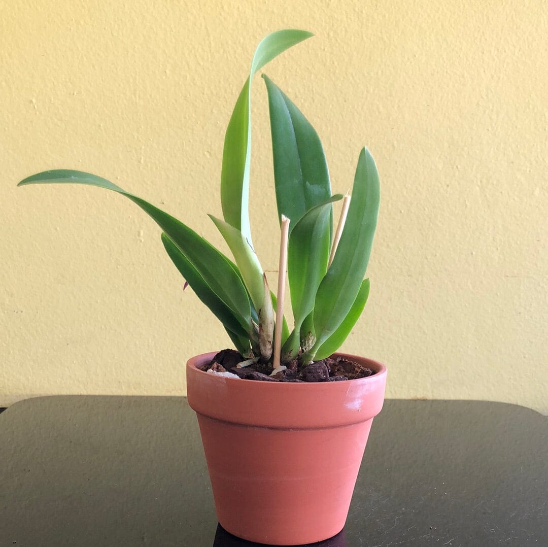 Cattleya candida 'Tsubota Splash' x Laelia anceps 'Bull's Var' Cattleya La Foresta Orchids 