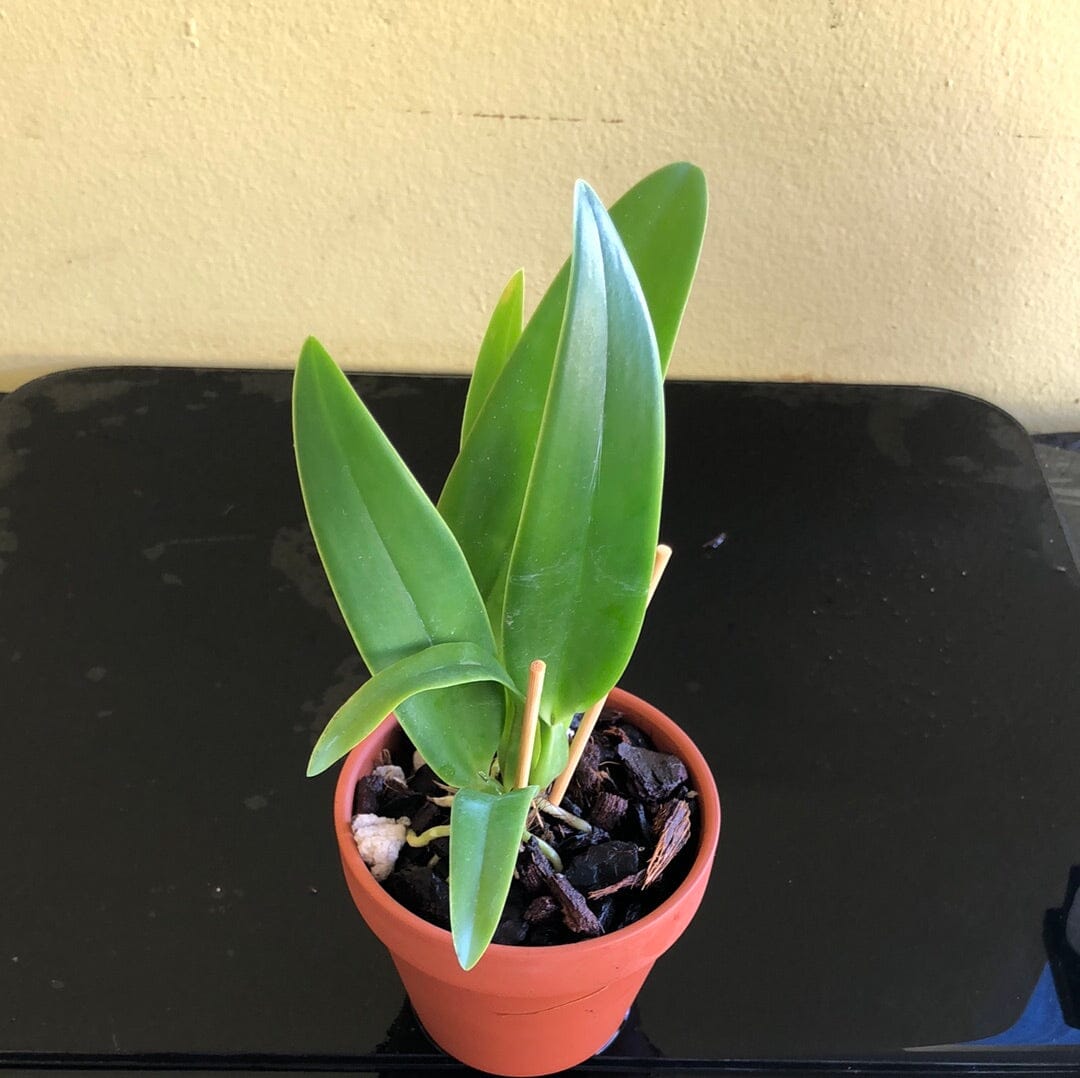 Cattleya candida 'Tsubota Splash' x Laelia anceps 'Bull's Var' Cattleya La Foresta Orchids 