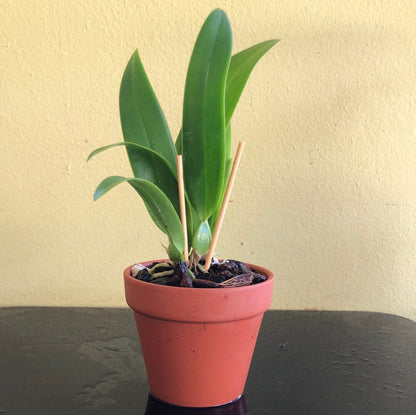 Cattleya candida 'Tsubota Splash' x Laelia anceps 'Bull's Var' Cattleya La Foresta Orchids 