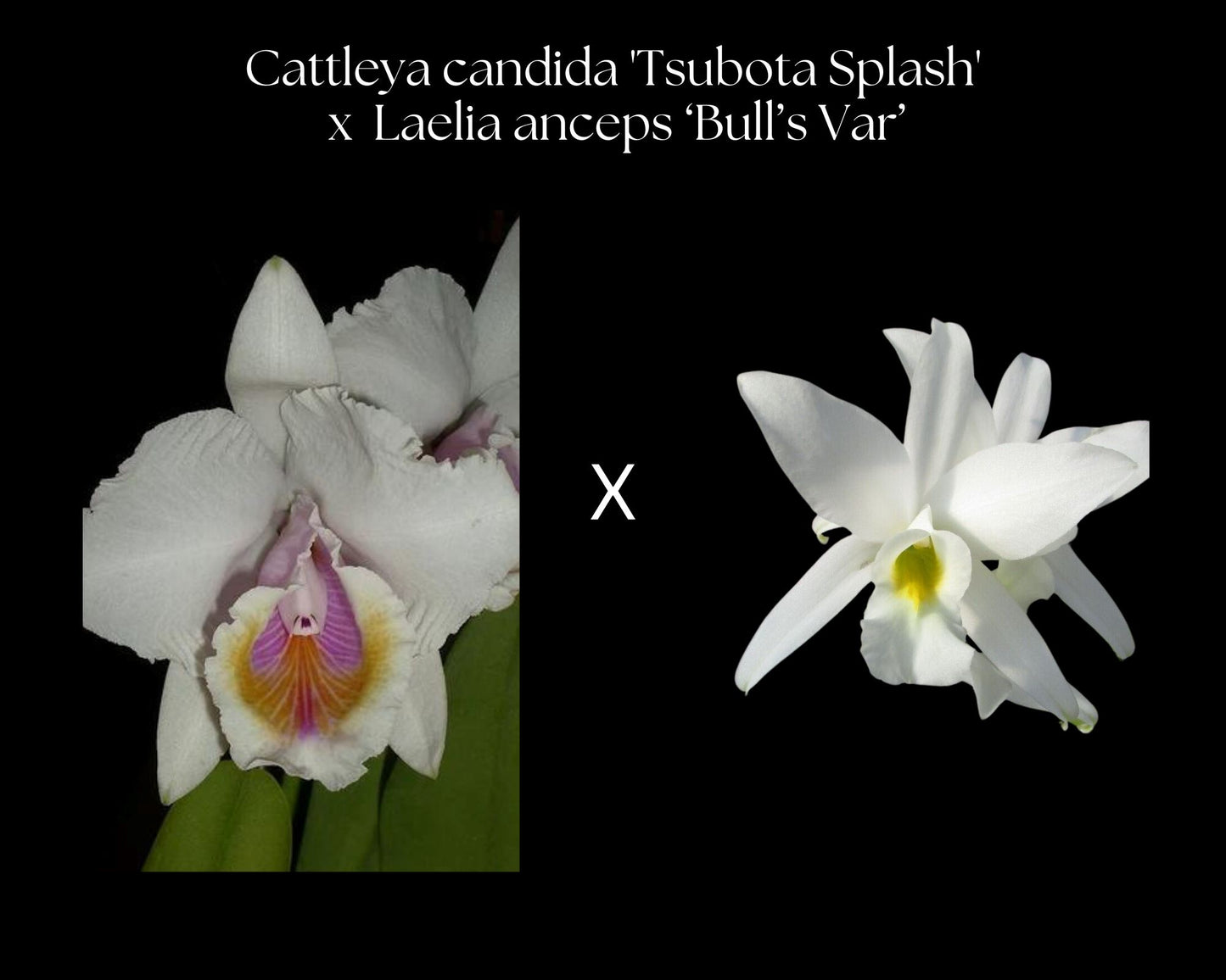 Cattleya candida 'Tsubota Splash' x Laelia anceps 'Bull's Var' Cattleya La Foresta Orchids 