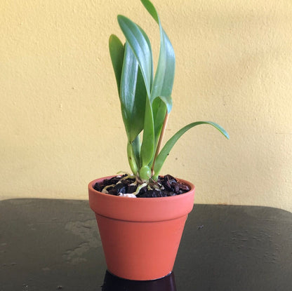 Cattleya candida 'Tsubota Splash' x Laelia anceps 'Bull's Var' Cattleya La Foresta Orchids 