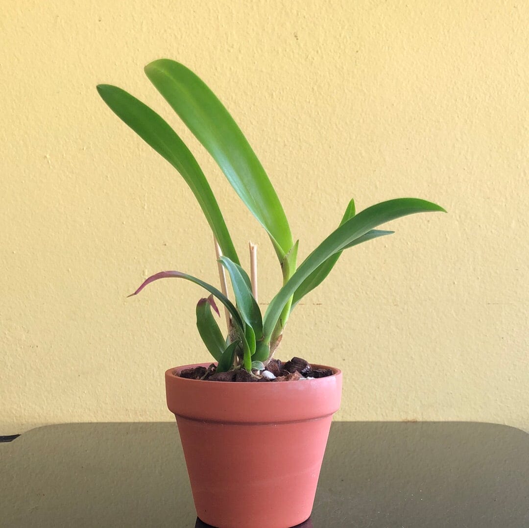 Cattleya candida 'Tsubota Splash' x Laelia anceps 'Bull's Var' Cattleya La Foresta Orchids 