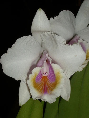 Cattleya candida 'Tsubota Splash' x Laelia anceps 'Bull's Var' Cattleya La Foresta Orchids 