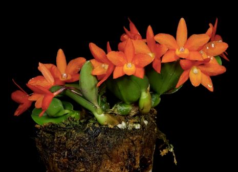 Cattleya cernua Cattleya La Foresta Orchids 