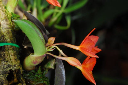 Cattleya cernua Cattleya La Foresta Orchids 