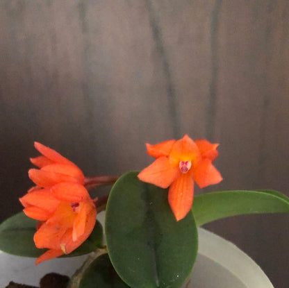 Cattleya cernua - In BLOOM! Cattleya La Foresta Orchids 