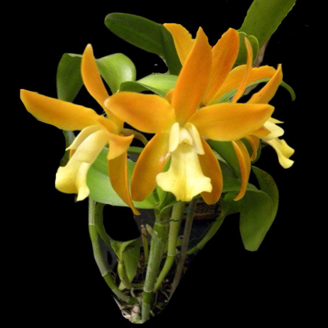 Cattleya Chocolate Drop 'Yellow Chiffon' Cattleya La Foresta Orchids 