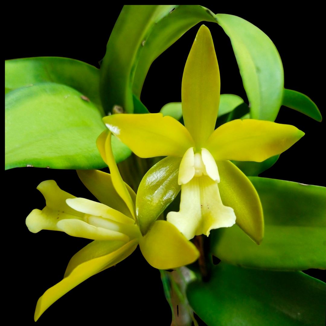 Cattleya Chocolate Drop 'Yellow Chiffon' Cattleya La Foresta Orchids 