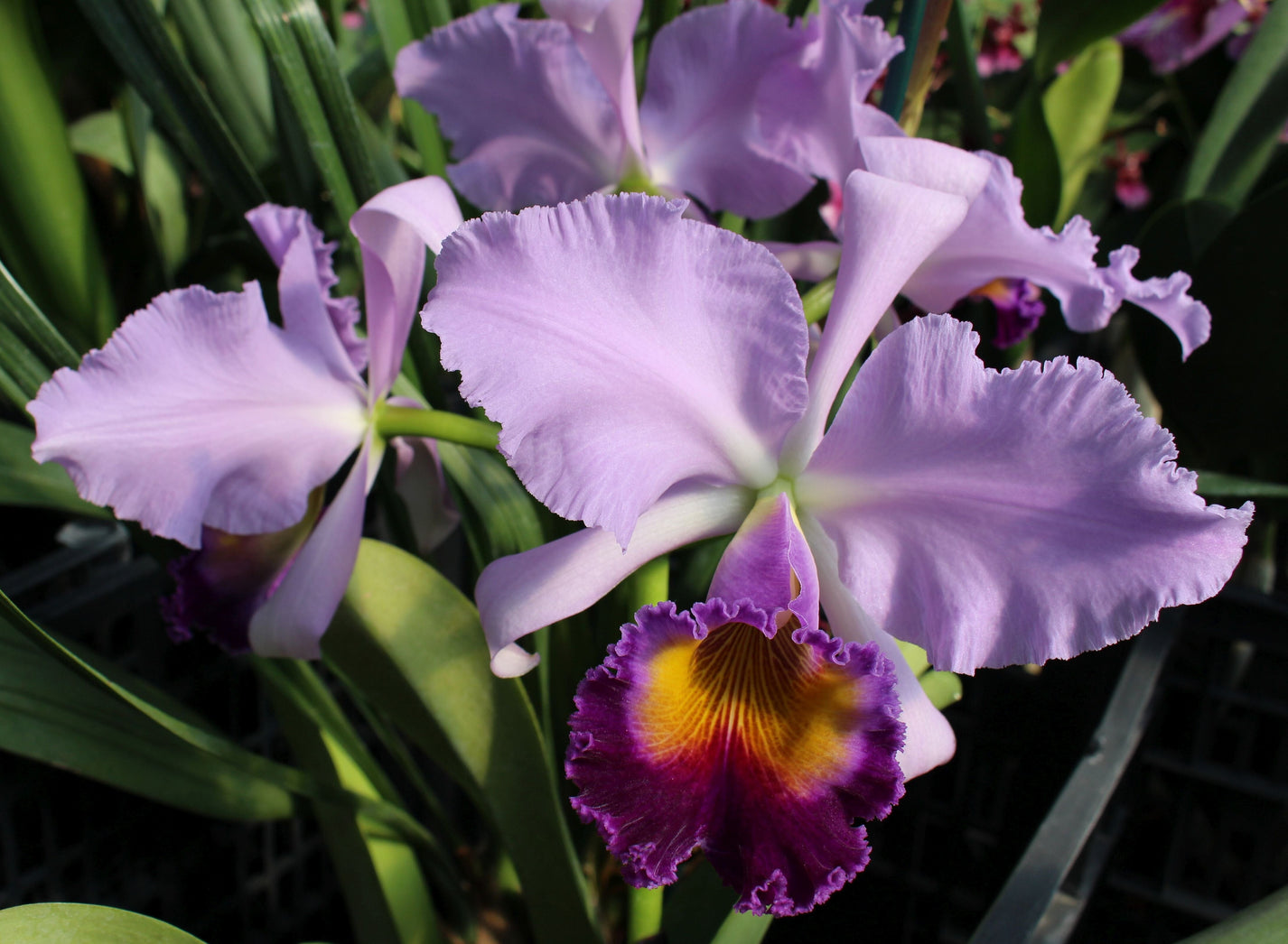 Cattleya Alliance - Cattleya Dinard ‘Blue Heaven' – La Foresta Orchids