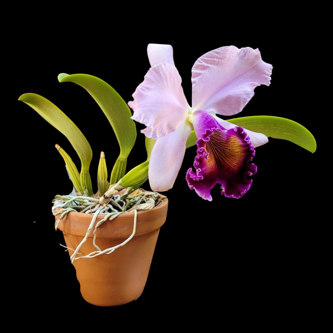 Cattleya Alliance - Cattleya Dinard ‘Blue Heaven' – La Foresta Orchids