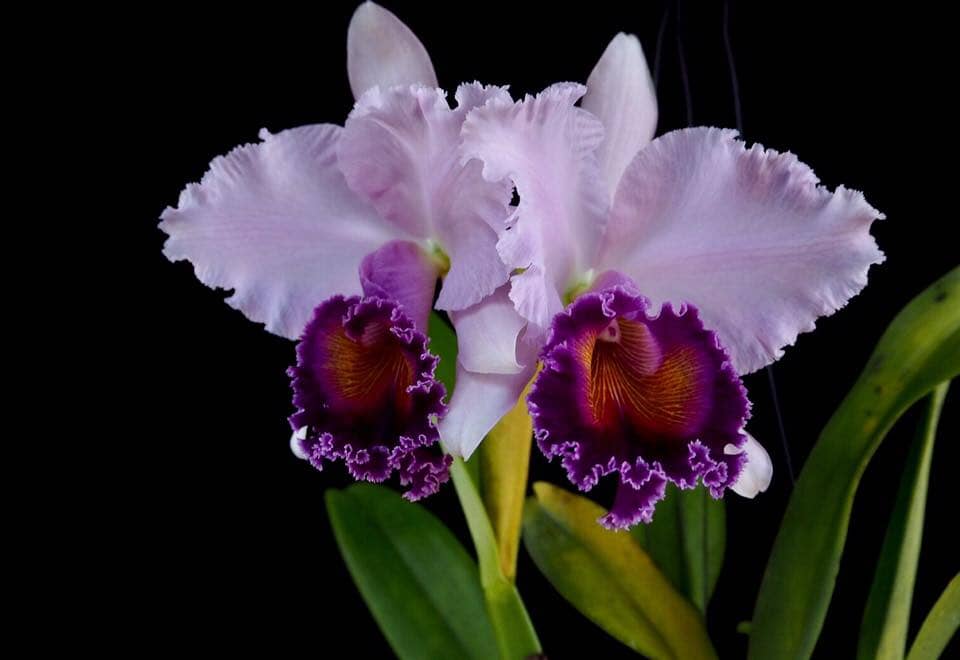 Cattleya Alliance - Cattleya Dinard ‘Blue Heaven' – La Foresta Orchids