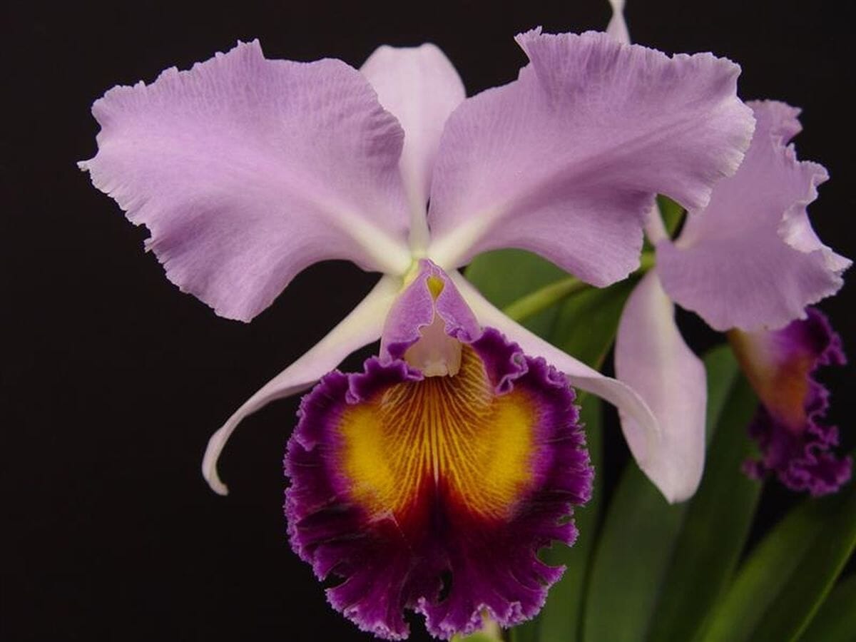 Cattleya Dinard ‘Blue Heaven' Cattleya La Foresta Orchids 