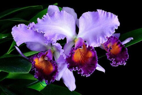 Cattleya Dinard ‘Blue Heaven' Cattleya La Foresta Orchids 