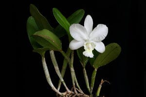 Cattleya dolosa var. alba Cattleya La Foresta Orchids 