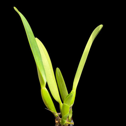 Cattleya dowiana var. aurea Cattleya La Foresta Orchids 