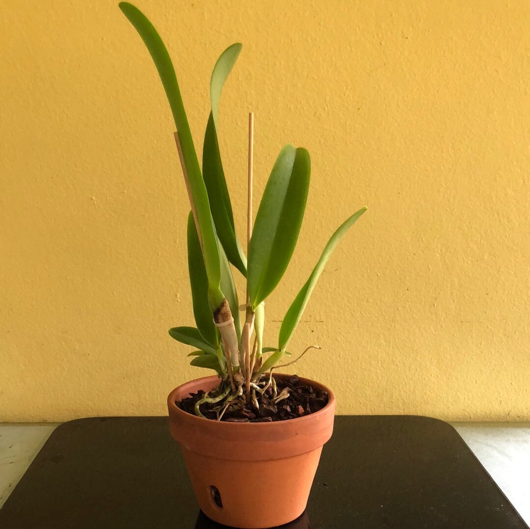 Cattleya dowiana var. aurea Cattleya La Foresta Orchids 