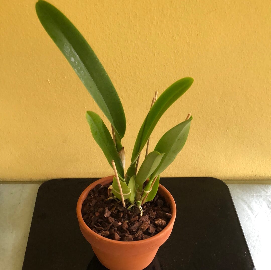 Cattleya dowiana var. aurea Cattleya La Foresta Orchids 