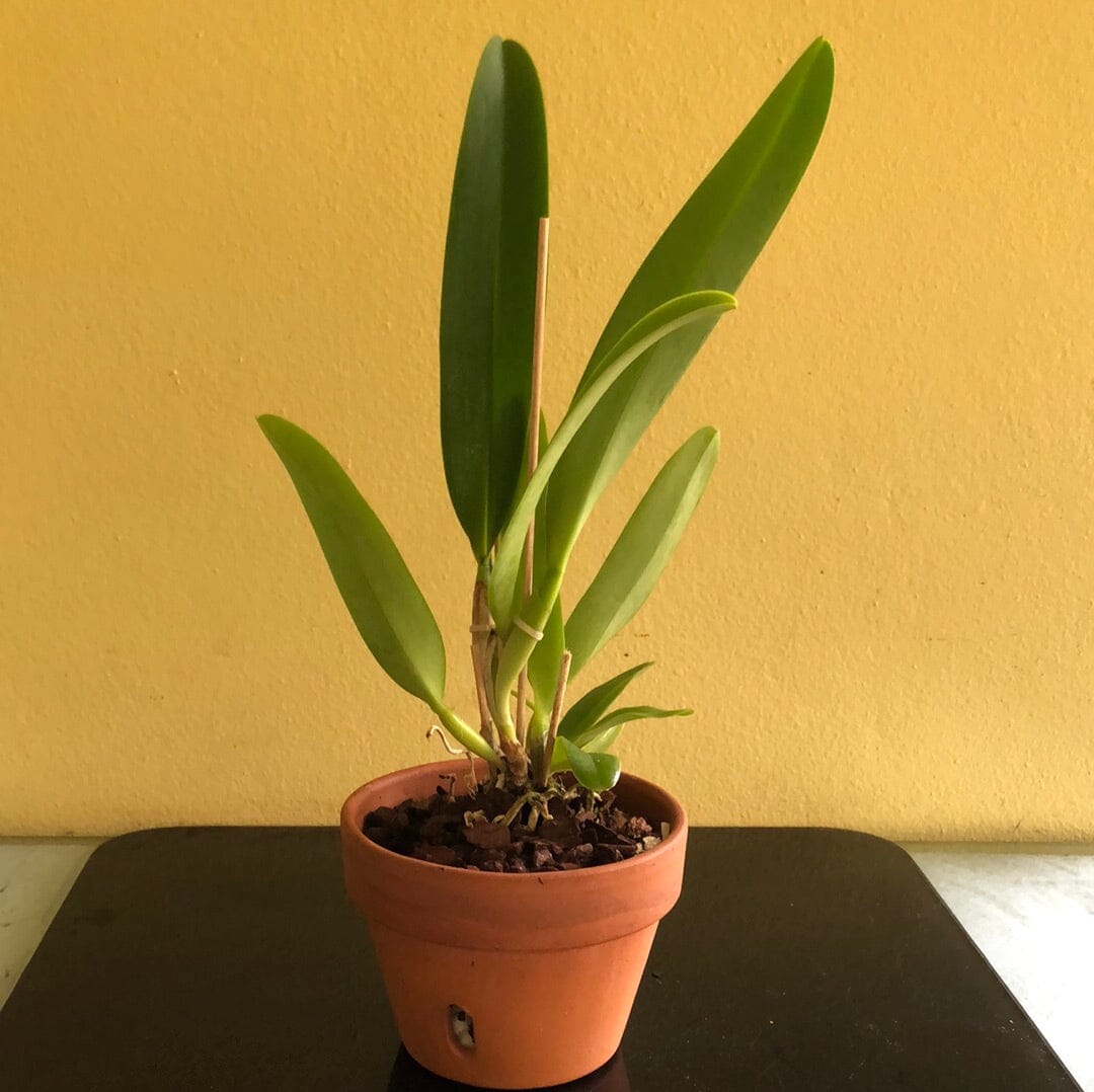 Cattleya dowiana var. aurea Cattleya La Foresta Orchids 