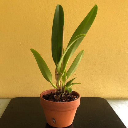 Cattleya dowiana var. aurea Cattleya La Foresta Orchids 