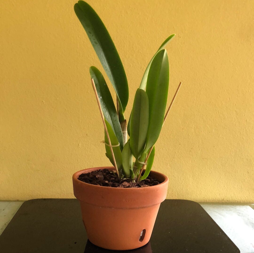 Cattleya dowiana var. aurea Cattleya La Foresta Orchids 