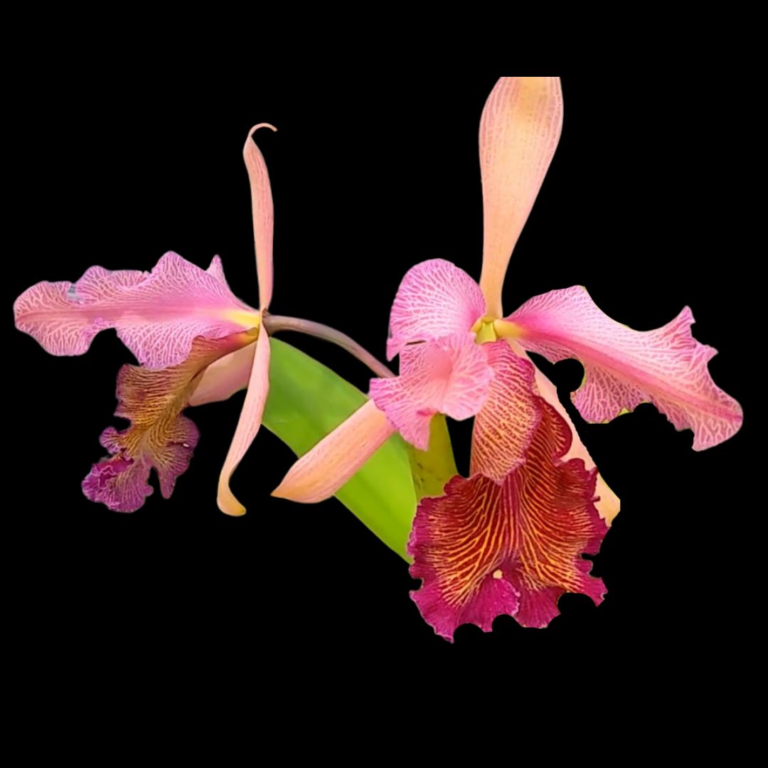 Cattleya dowiana var. rosita 'Red Baron' Cattleya La Foresta Orchids 