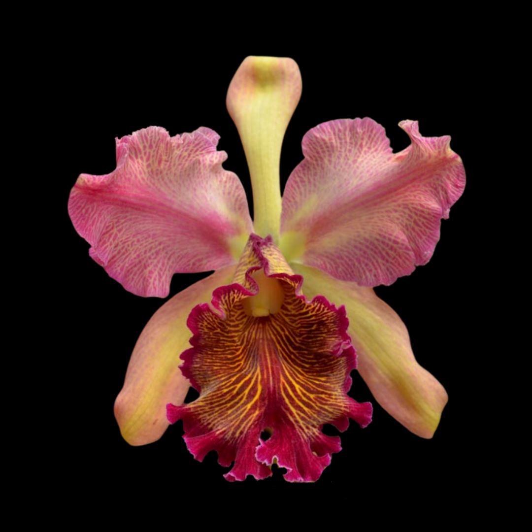 Cattleya dowiana var. rosita 'Red Baron' Cattleya La Foresta Orchids 