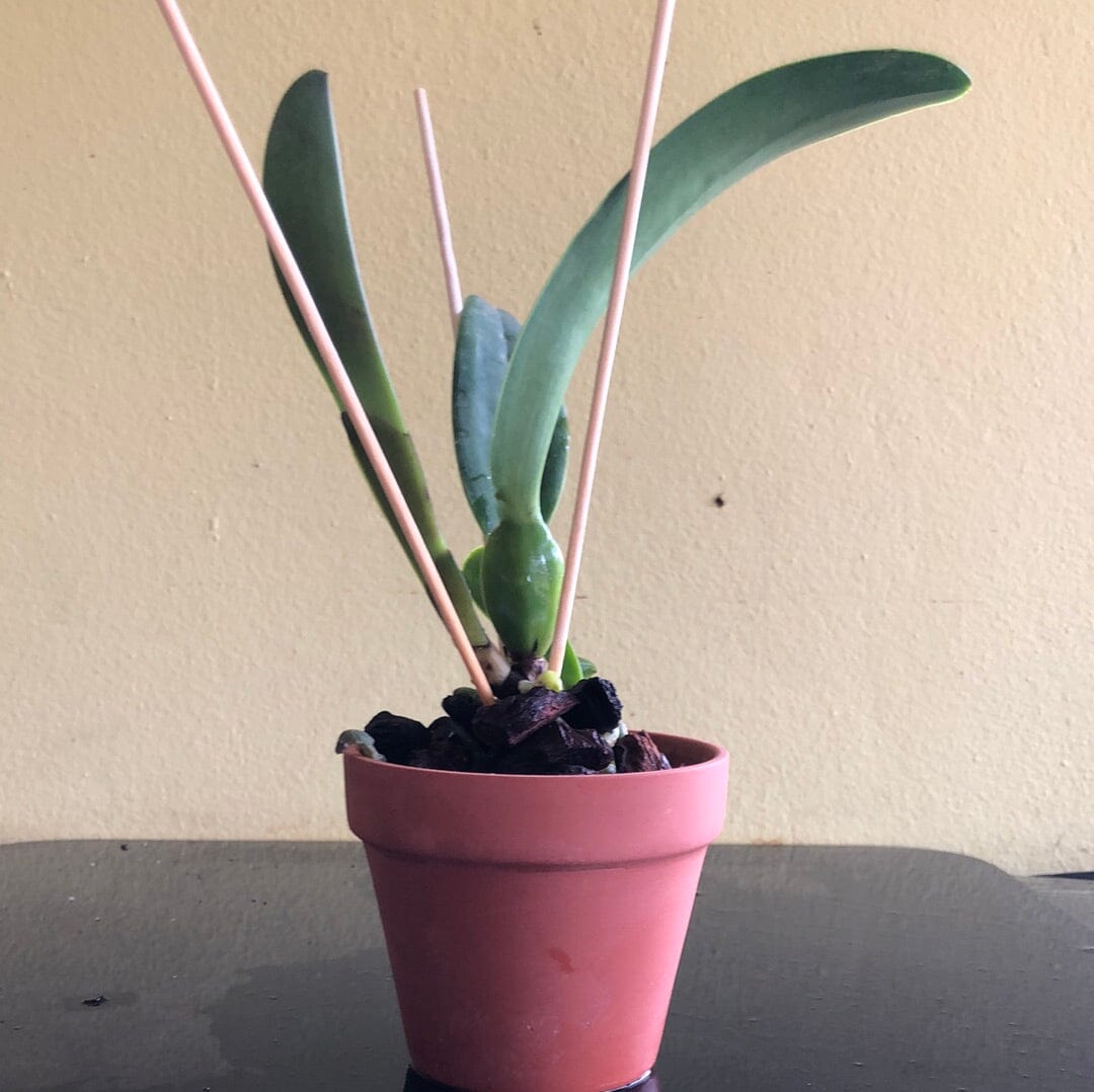 Cattleya Eximia var. coerulea x Cattleya violacea var. coerulea Cattleya La Foresta Orchids 