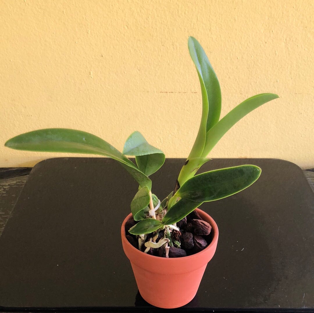 Cattleya Eximia var. coerulea x Cattleya violacea var. coerulea Cattleya La Foresta Orchids 