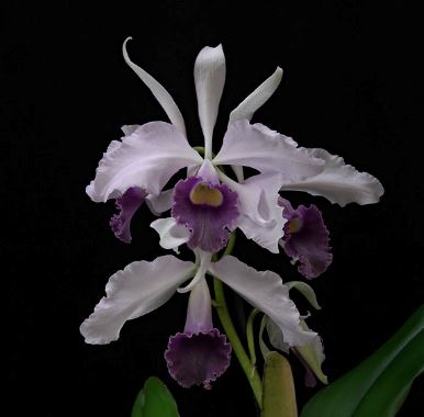 Cattleya Eximia var. coerulea x Cattleya violacea var. coerulea Cattleya La Foresta Orchids 